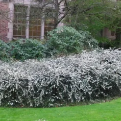 Delavay Tea Olive (Osmanthus Delavayi) - 5 Gallon Pot -Outlet Aegis Garden Store osmanthus delavayi delavay tea olive 6