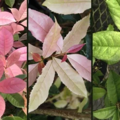 Noble Lady Tea Olive - 3 Gallon Pot -Outlet Aegis Garden Store osmanthus fragrans quinnan guifei noble lady tea olive 4 1