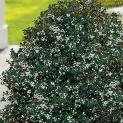 Party Princess 'Kaori Hime' Tea Olive - 7 Gallon Pot (2-3') -Outlet Aegis Garden Store osmanthus heterophyllus kaori hime party princess tea olive 14 2