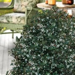 Party Princess 'Kaori Hime' Tea Olive - 7 Gallon Pot (2-3') -Outlet Aegis Garden Store osmanthus heterophyllus kaori hime party princess tea olive 15 2