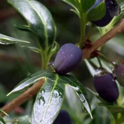 Sasaba Bamboo Leaf Tea Olive - 1 Gallon Pot -Outlet Aegis Garden Store osmanthus heterophyllus sasaba ivy leaf tea olive 2