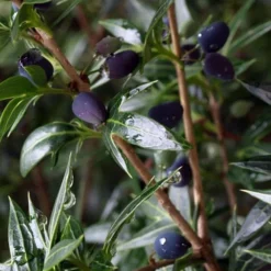 Sasaba Bamboo Leaf Tea Olive - 1 Gallon Pot -Outlet Aegis Garden Store osmanthus heterophyllus sasaba ivy leaf tea olive 5