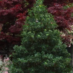 Sasaba Bamboo Leaf Tea Olive - 1 Gallon Pot -Outlet Aegis Garden Store osmanthus heterophyllus sasaba ivy leaf tea olive 8