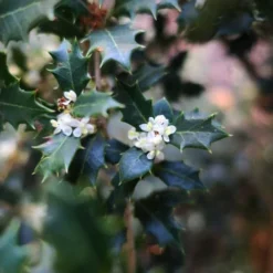 Party Princess 'Kaori Hime' Tea Olive - 7 Gallon Pot (2-3') -Outlet Aegis Garden Store osmanthus kaori hime party princess tea olive 1 2