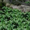 Pachysandra (Japanese Spurge) - 6 Pack Of Pint Pots -Outlet Aegis Garden Store pachysandra terminalis japanese spurge 103 1