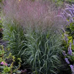 Prairie Winds Apache Rose Switchgrass (Panicum) - 1 Gallon Pot -Outlet Aegis Garden Store panicum virgatum apache rose switch grass 2