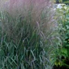 Prairie Winds Apache Rose Switchgrass (Panicum) - 1 Gallon Pot -Outlet Aegis Garden Store panicum virgatum apache rose switch grass 3