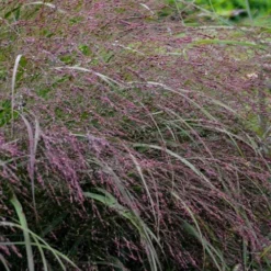 Prairie Winds Apache Rose Switchgrass (Panicum) - 1 Gallon Pot -Outlet Aegis Garden Store panicum virgatum apache rose switch grass 5