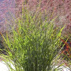 Tall Switch Grass (Panicum Virgatum) - 6 Pack Of 1 Gallon Pots -Outlet Aegis Garden Store panicum virgatum switch grass 2 2