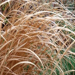 Tall Switch Grass (Panicum Virgatum) - 6 Pack Of 1 Gallon Pots -Outlet Aegis Garden Store panicum virgatum switch grass 3 2