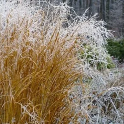 Tall Switch Grass (Panicum Virgatum) - 6 Pack Of 1 Gallon Pots -Outlet Aegis Garden Store panicum virgatum switch grass 6 2