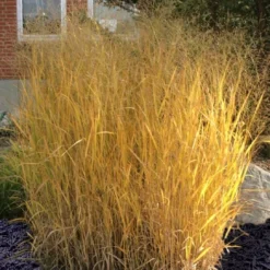 Tall Switch Grass (Panicum Virgatum) - 6 Pack Of 1 Gallon Pots -Outlet Aegis Garden Store panicum virgatum tall switch grass 10 2