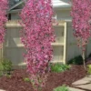 Corinthian Flowering Peach Tree - 3 Gallon Pot (4-5') -Outlet Aegis Garden Store peach corinthian 100