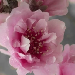 Corinthian Flowering Peach Tree - 3 Gallon Pot (4-5') -Outlet Aegis Garden Store peach corinthian 24