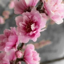 Corinthian Flowering Peach Tree - 3 Gallon Pot (4-5') -Outlet Aegis Garden Store peach corinthian 2 thumbnail