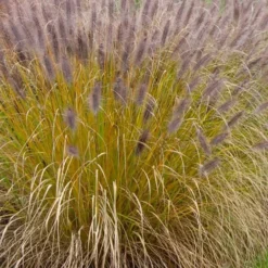 Black Fountain Grass (Pennisetum Alopecuroides 'Moudry') - 1 Gallon Pot -Outlet Aegis Garden Store pennisetum alopecuroides moudry black fountain grass 11