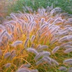 Black Fountain Grass (Pennisetum Alopecuroides 'Moudry') - 1 Gallon Pot -Outlet Aegis Garden Store pennisetum alopecuroides moudry black fountain grass 12