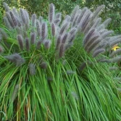 Black Fountain Grass (Pennisetum Alopecuroides 'Moudry') - 1 Gallon Pot -Outlet Aegis Garden Store pennisetum alopecuroides moudry black fountain grass 13