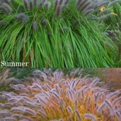Black Fountain Grass (Pennisetum Alopecuroides 'Moudry') - 1 Gallon Pot -Outlet Aegis Garden Store pennisetum alopecuroides moudry black fountain grass 15