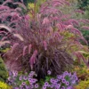 Purple Fountain Grass (Pennisetum Rubrum) - 1 Gallon Pot -Outlet Aegis Garden Store pennisetum rubrum purple fountain grass 103 2