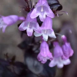 Midnight Masquerade Penstemon (Beardtongue) - 1 Gallon Pot -Outlet Aegis Garden Store penstemon midnight masquerade 1