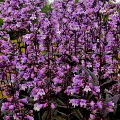 Midnight Masquerade Penstemon (Beardtongue) - 1 Gallon Pot -Outlet Aegis Garden Store penstemon midnight masquerade 3
