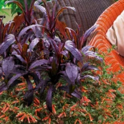 Midnight Masquerade Penstemon (Beardtongue) - 1 Gallon Pot -Outlet Aegis Garden Store penstemon midnight masquerade 4