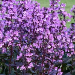 Midnight Masquerade Penstemon (Beardtongue) - 1 Gallon Pot