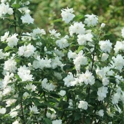 Illuminati Arch Mock Orange (Philadelphus Coronarius) - 3 Gallon Pot -Outlet Aegis Garden Store philadelphus illuminati arch mock orange 4