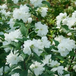 Illuminati Arch Mock Orange (Philadelphus Coronarius) - 3 Gallon Pot -Outlet Aegis Garden Store philadelphus illuminati arch mock orange 5