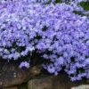 Blue Creeping Phlox - 1 Gallon Pot -Outlet Aegis Garden Store phlox subulata blue creeping 3