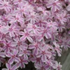 Candy Stripe Creeping Phlox - 1 Gallon Pot -Outlet Aegis Garden Store phlox subulata candy stripe creeping 27