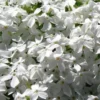 White Creeping Phlox - 1 Gallon Pot -Outlet Aegis Garden Store phlox subulata white 1