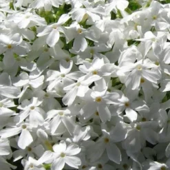 White Creeping Phlox - 6 Pack Of 1 Gallon Pots