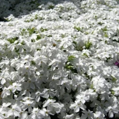 White Creeping Phlox - 6 Pack Of Pint Pots -Outlet Aegis Garden Store phlox subulata white 2 1