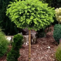 Little Gem Dwarf Norway Spruce Tree (Single Trunk) - 2 Gallon Pot -Outlet Aegis Garden Store picea abies little gem dwarf norway spruce tree 1