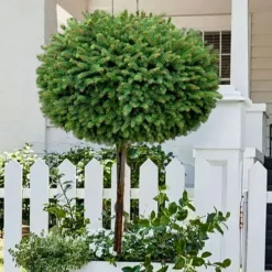 Outlet Aegis Garden Store 50 Little Gem Dwarf Norway Spruce Tree (Single Trunk) - 2 Gallon Pot