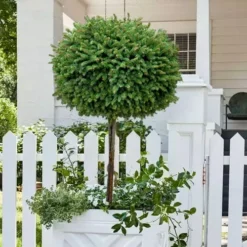 Little Gem Dwarf Norway Spruce Tree (Single Trunk) - 2 Gallon Pot -Outlet Aegis Garden Store picea abies little gem dwarf norway spruce tree 5