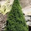 Pixie Miniature Dwarf Alberta Spruce - Quart Pot -Outlet Aegis Garden Store picea glauca pixie dwarf alberta spruce 2