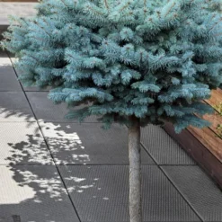 Dwarf Globe Blue Spruce Topiary Tree (Picea Pungens 'Globosa') - 5 Gallon Pot