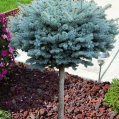 Dwarf Globe Blue Spruce Topiary Tree (Picea Pungens 'Globosa') - 5 Gallon Pot 10 Dwarf Globe Blue Spruce Topiary Tree (Picea Pungens 'Globosa') - 5 Gallon Pot -Outlet Aegis Garden Store picea pungens glauca globosa dwarf globe colorado blue spruce topiary tree 2
