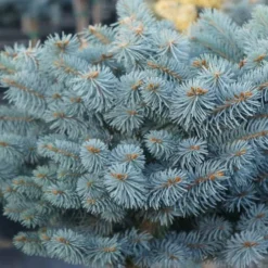 Dwarf Globe Blue Spruce Topiary Tree (Picea Pungens 'Globosa') - 5 Gallon Pot 11 Dwarf Globe Blue Spruce Topiary Tree (Picea Pungens 'Globosa') - 5 Gallon Pot -Outlet Aegis Garden Store picea pungens globosa dwarf globe blue spruce 2