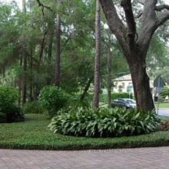 Asian Jasmine - Asiatic Jasmine - 1 Gallon Pot -Outlet Aegis Garden Store picture asian jasmine 8 1