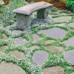 Blue Star Creeper (Laurentia Fluviatilis) - 5 Pack Of Pint Pots -Outlet Aegis Garden Store picture ble star creeper 6 1