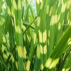 Little Zebra Grass - Miscanthus - 6 Pack Of 1 Gallon Pots -Outlet Aegis Garden Store picture miscanthus little zebra 2