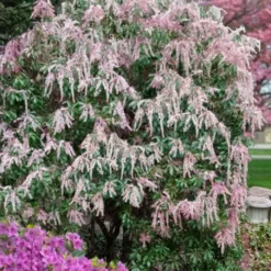 Dorothy Wycoff Pieris - 3 Gallon Pot -Outlet Aegis Garden Store pieris japonica dorothy wycoff 2