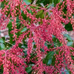 Dorothy Wycoff Pieris - 3 Gallon Pot -Outlet Aegis Garden Store pieris japonica dorothy wycoff 4