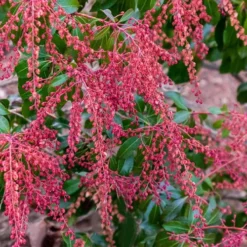 Dorothy Wycoff Pieris - 3 Gallon Pot -Outlet Aegis Garden Store pieris japonica dorothy wycoff 5