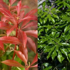 Dorothy Wycoff Pieris - 3 Gallon Pot -Outlet Aegis Garden Store pieris japonica dorothy wycoff 6