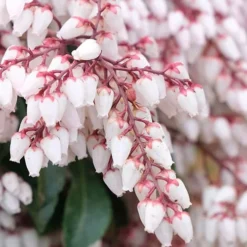 Dorothy Wycoff Pieris - 3 Gallon Pot -Outlet Aegis Garden Store pieris japonica dorothy wycoff 7